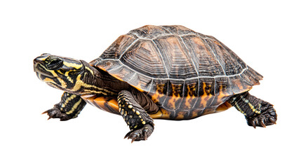 Obraz premium Turtle adventure in nature wildlife photography cutout background captured at a tranquil pond