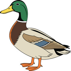 A mallard duck, a wild waterfowl with a green beak and brown feathers vector