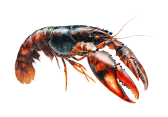 Captivating lobster catching experience coastal waters wildlife marine environment view isolated on transparent background png