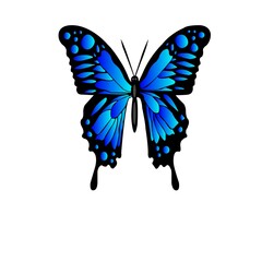blue butterfly isolated on white