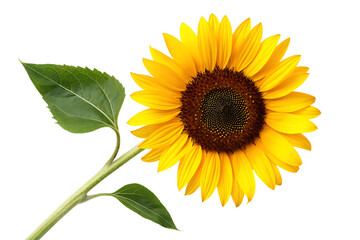 Obraz premium Vibrant sunflower blossom with green leaves on transparent background