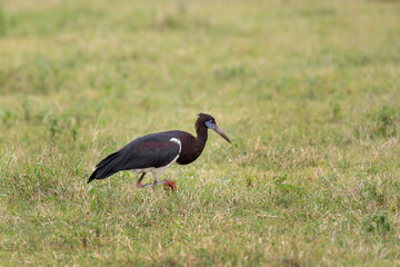 Cigogne Noire