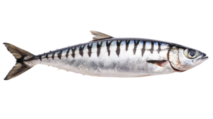 Sleek mackerel fish on clean cutout background underwater photography marine environment close-up view nature concept