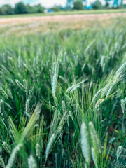 Obraz premium Field of green grass with a few brown spots