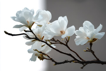 Obraz premium White magnolia flowers branch