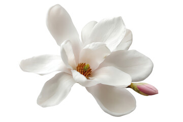 Fototapeta premium Single white magnolia flower, cut out