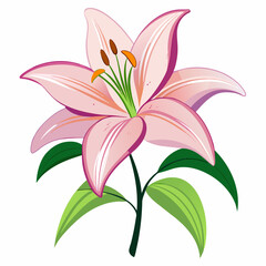 lily isolated on white background