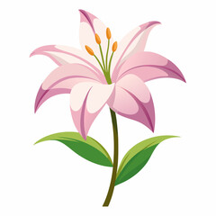 lily isolated on white background