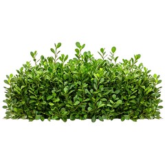 Obraz premium Green hedge isolated on transparent or white background, PNG