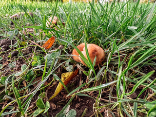 Mushroom is sitting on the ground in a grassy field
