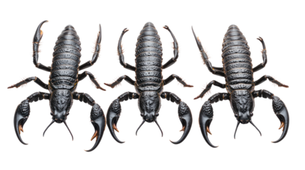 Dynamic scorpion trio natural habitat cutout background close-up insect art entomology