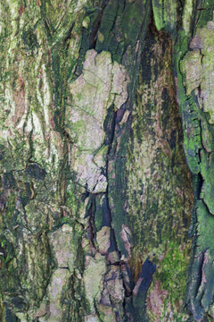 Beautiful close-up of the bark of terminalia superba