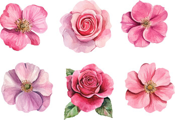 Watercolor Pink Rose Petals