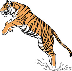 tiger colorful vector and illustrator