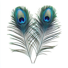 Obraz premium Iridescent peacock feathers teal blue and emerald isolated on white background.