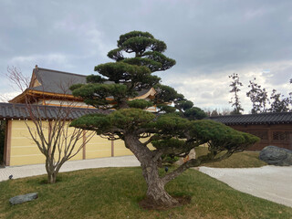 mountain pine, Japanese garden