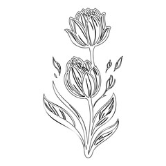 Elegant botanical illustration of blooming tulips with detailed line work drawing