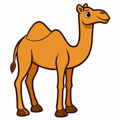 camel isolated on white