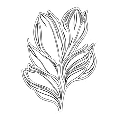 Elegant botanical illustration displaying intricate petal arrangements in linear design