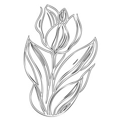 Elegant floral outline drawing showcasing tulip elegance with delicate lines
