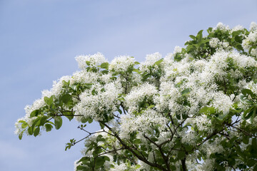 Beautiful Chinese fringetree flowers.	