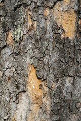 Textured Tree Bark with Exposed Wood