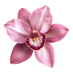 Obraz na płótnie Canvas Corsage orchid flower png transparent background isolated blooming blossom