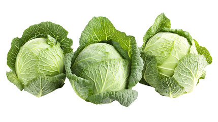 Fototapeta premium Fresh Green Cabbage Heads Isolated on White Background - Vibrant and Crisp Produce Photo