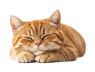Sleeping ginger cat relaxing indoors cute animal cozy environment isolated on transparent background png