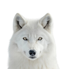Obraz premium White wolf portrait arctic region animal environment view isolated on transparent background png
