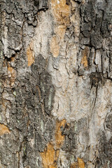 Textured Tree Bark with Exposed Wood