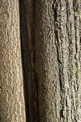 Close-up of Tree Trunks with Textured Bark