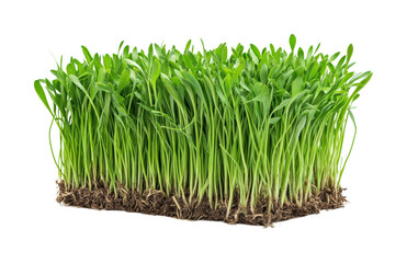 Growing fresh sprouts in urban gardens planting green environment view isolated on transparent background png