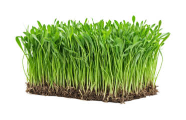 Growing fresh sprouts in urban gardens planting green environment view isolated on transparent background png