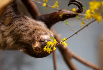 Linnaeus two-toed sloth (Choloepus didactylus) eats fresh flowers and branches in zoo © Eleonora