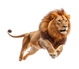 Majestic lion leaping in action wilderness animal dynamic perspective. Isolated on transparent background, png.