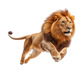 Majestic lion leaping in action wilderness animal dynamic perspective. Isolated on transparent background, png.