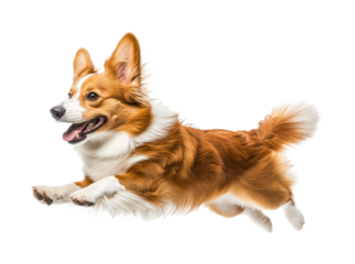 Joyful corgi dog running in action animal playful environment. Isolated on transparent background, png.