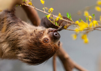 Linnaeus two-toed sloth (Choloepus didactylus) eats fresh flowers and branches in zoo © Eleonora
