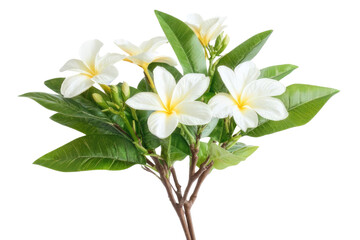 Fototapeta premium white Frangipani flower isolated on white background PNG