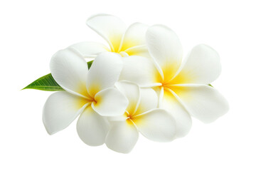 Obraz premium white Frangipani flower isolated on white background PNG