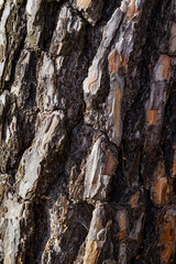 Close-Up of Pine Tree Bark