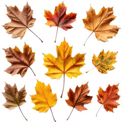 Obraz premium Collection of Vibrant Autumn Maple Leaves Perfect for Fall Designs