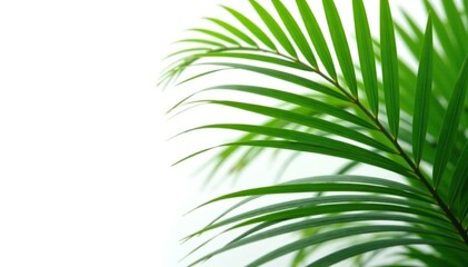 Fototapeta premium Vibrant Areca Palm plant with lush green fronds on white background, areca palm, green