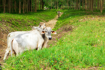 Colombian Brahman Cattle: Strength, Tradition, and Excellence in Livestock