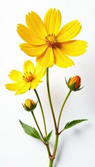 Obraz premium Yellow cosmos flowers pressed and dried, isolated on white background, pressed, flowers