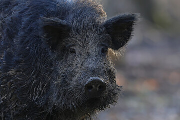 Closeup of a wild boar who walks through an oak forest before sunset.