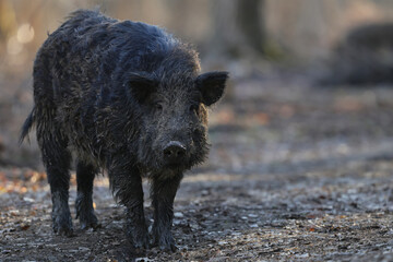 Closeup of a wild boar (sus scrofa) who walks through an oak forest before sunset.