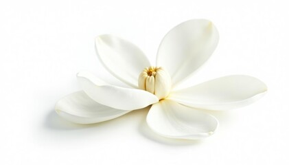 White magnolia flower isolated on a white background, perfect for design projects and presentations,  presentations, white