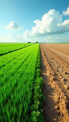 Vivid green agricultural fields transition to desolate brown wasteland, illustrating impact of climate change,  climate change,  barren land